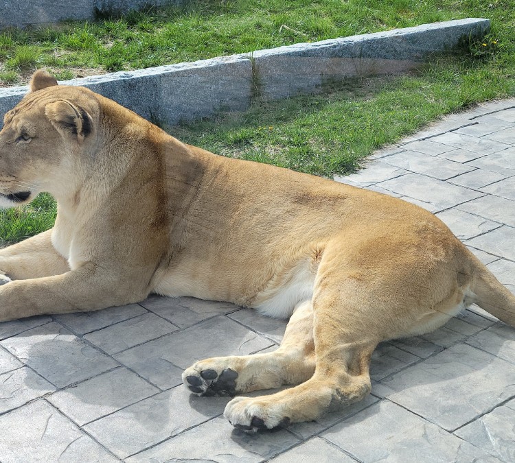 lion-photo
